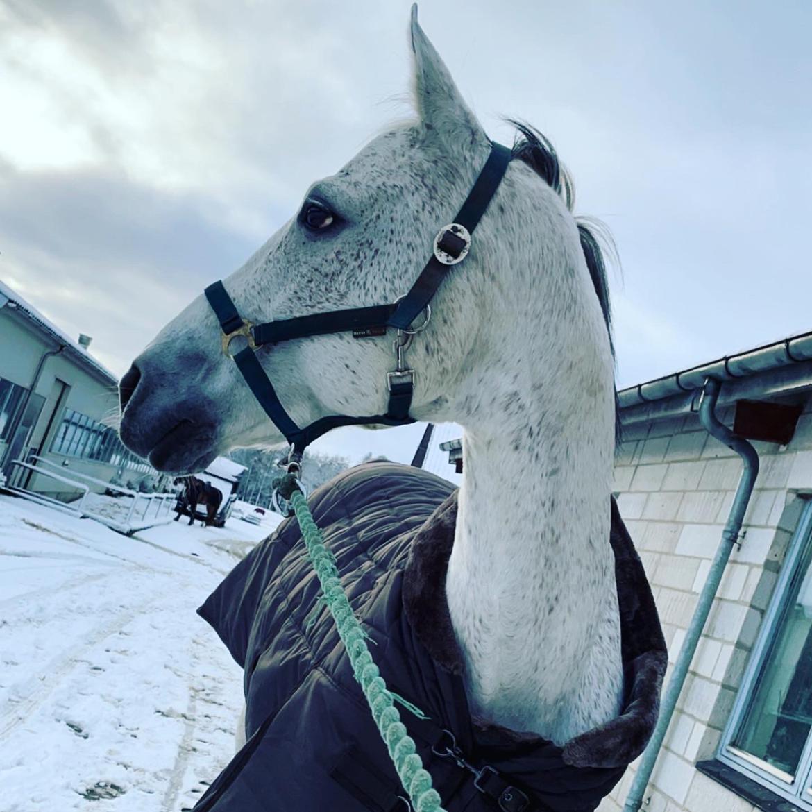 Anden særlig race Donnavan billede 13