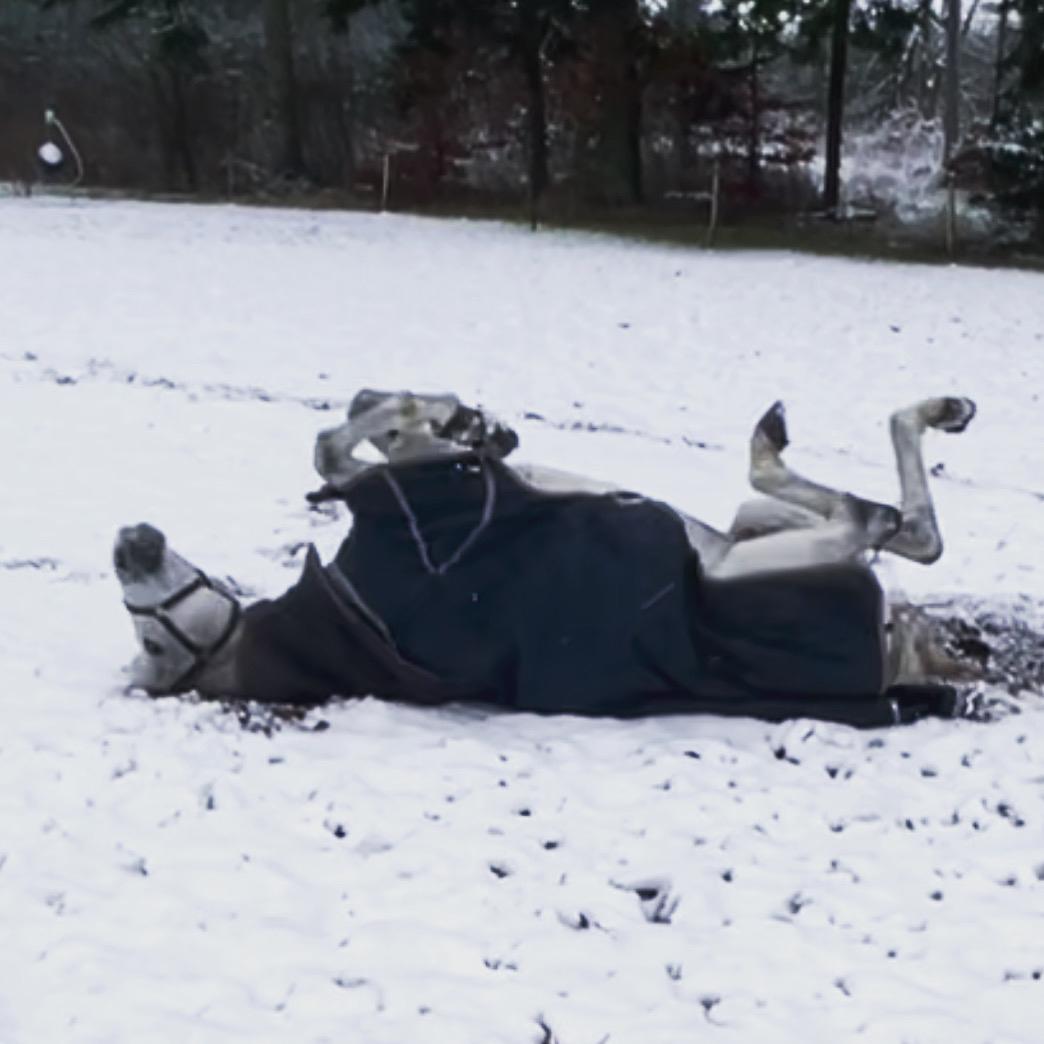 Anden særlig race Donnavan billede 8