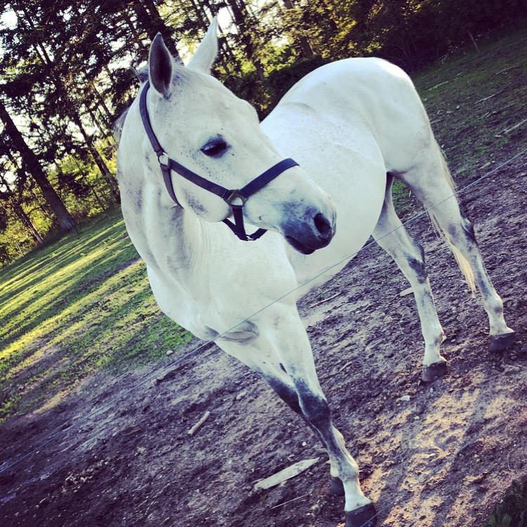 Anden særlig race Donnavan billede 17