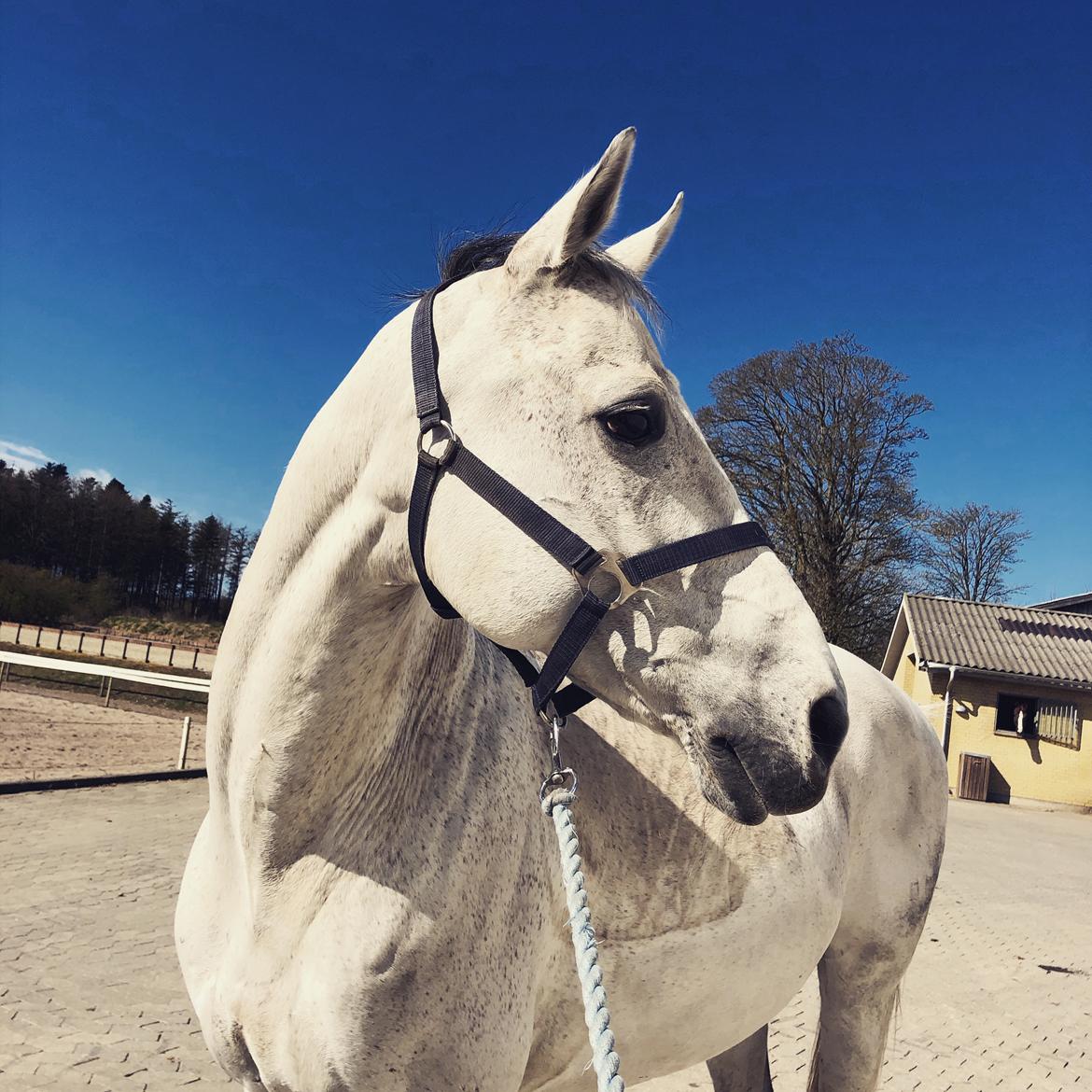 Anden særlig race Donnavan billede 18