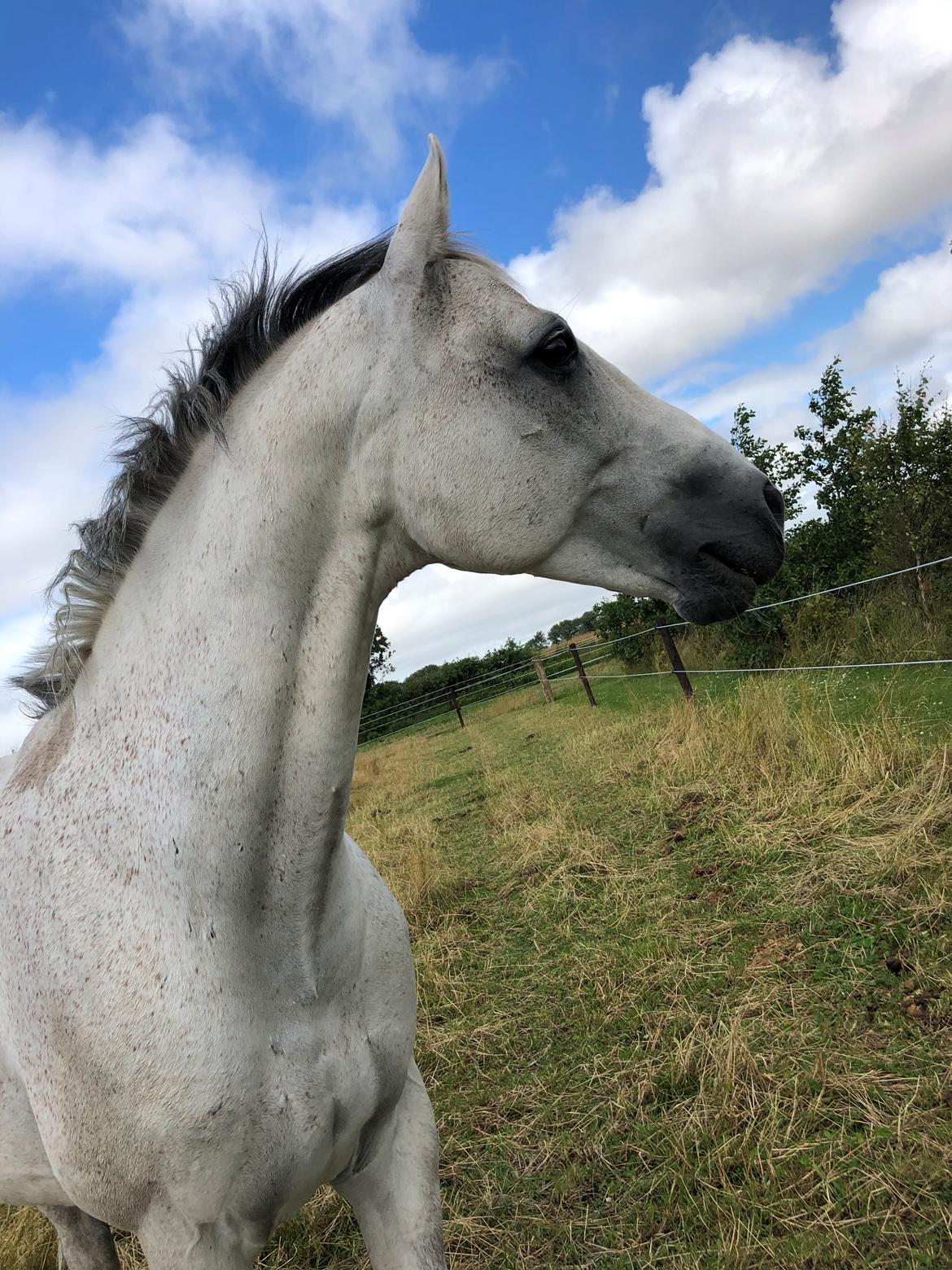 Anden særlig race Donnavan billede 16