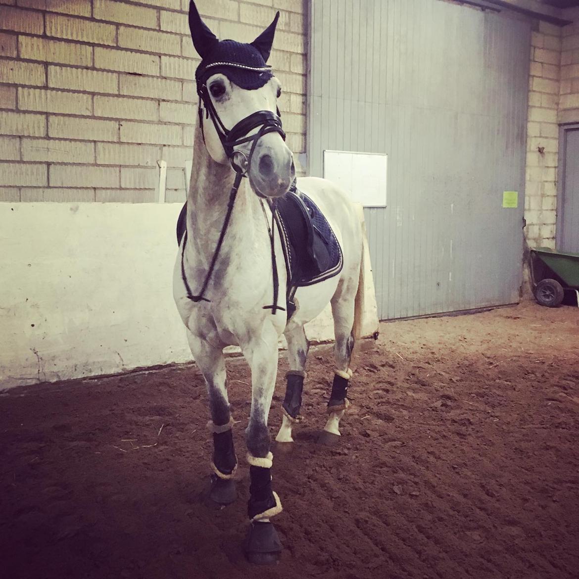 Anden særlig race Donnavan billede 19