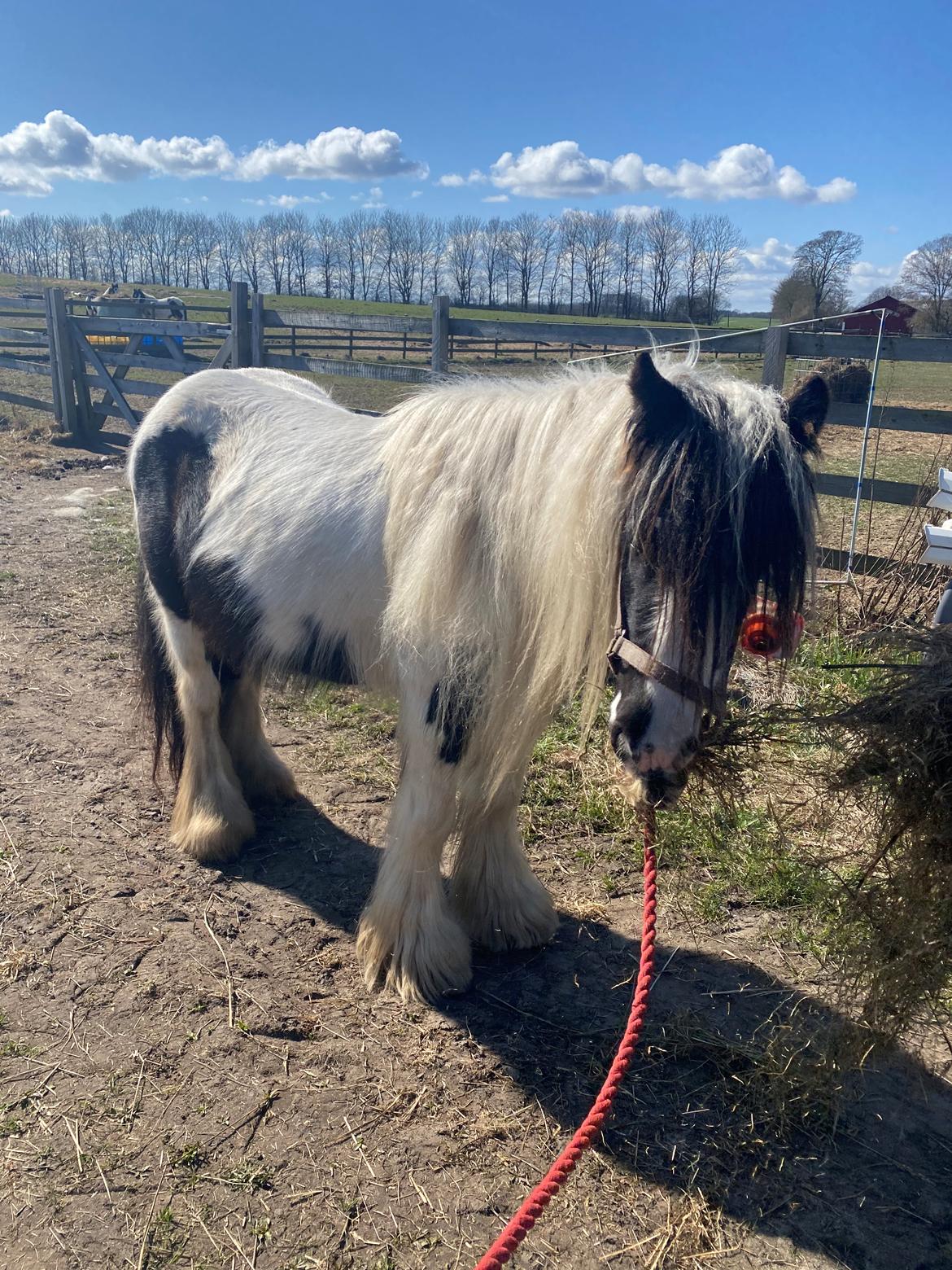 Irish Cob Lærkegaarden's Josie billede 4