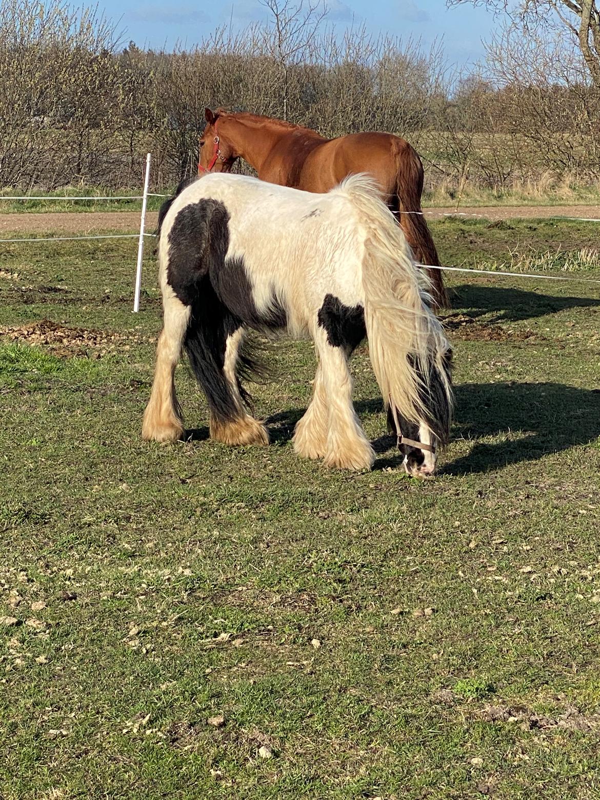 Irish Cob Lærkegaarden's Josie billede 13