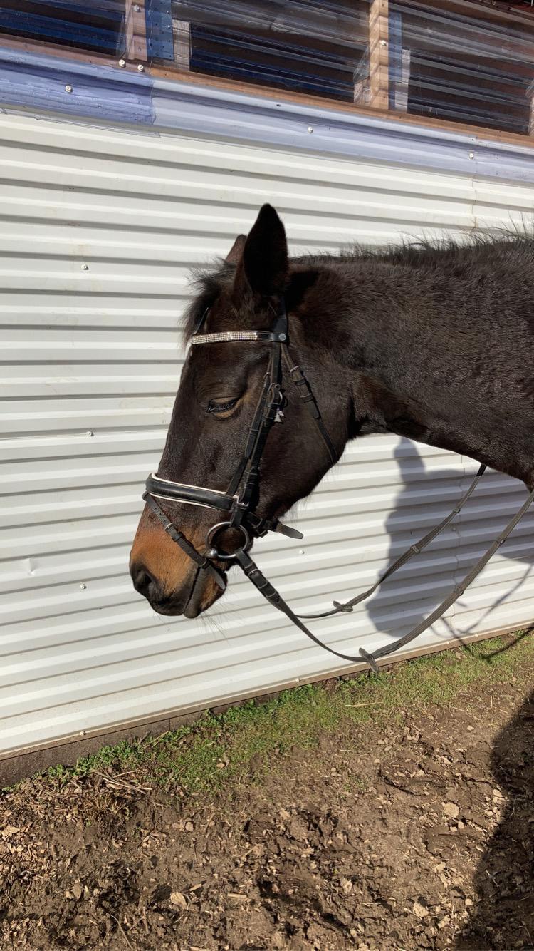 Trakehner Eighteen *Solgt* billede 15