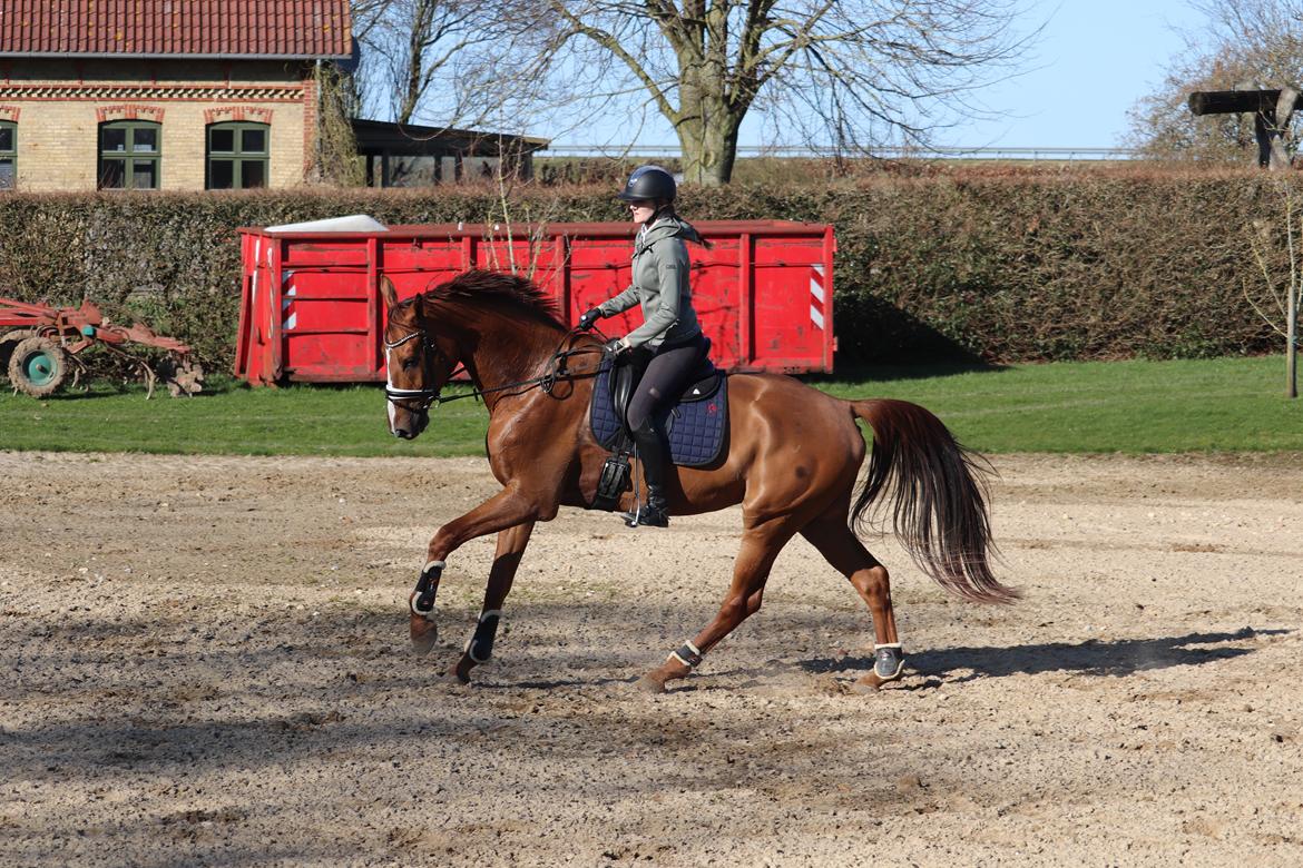 Dansk Varmblod Oksegaardens Lancelot (Upsen) billede 1