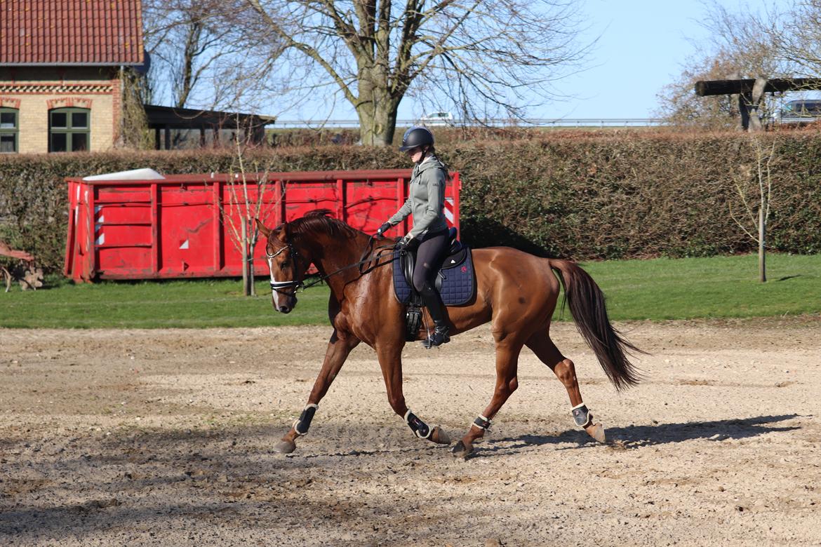 Dansk Varmblod Oksegaardens Lancelot (Upsen) billede 3