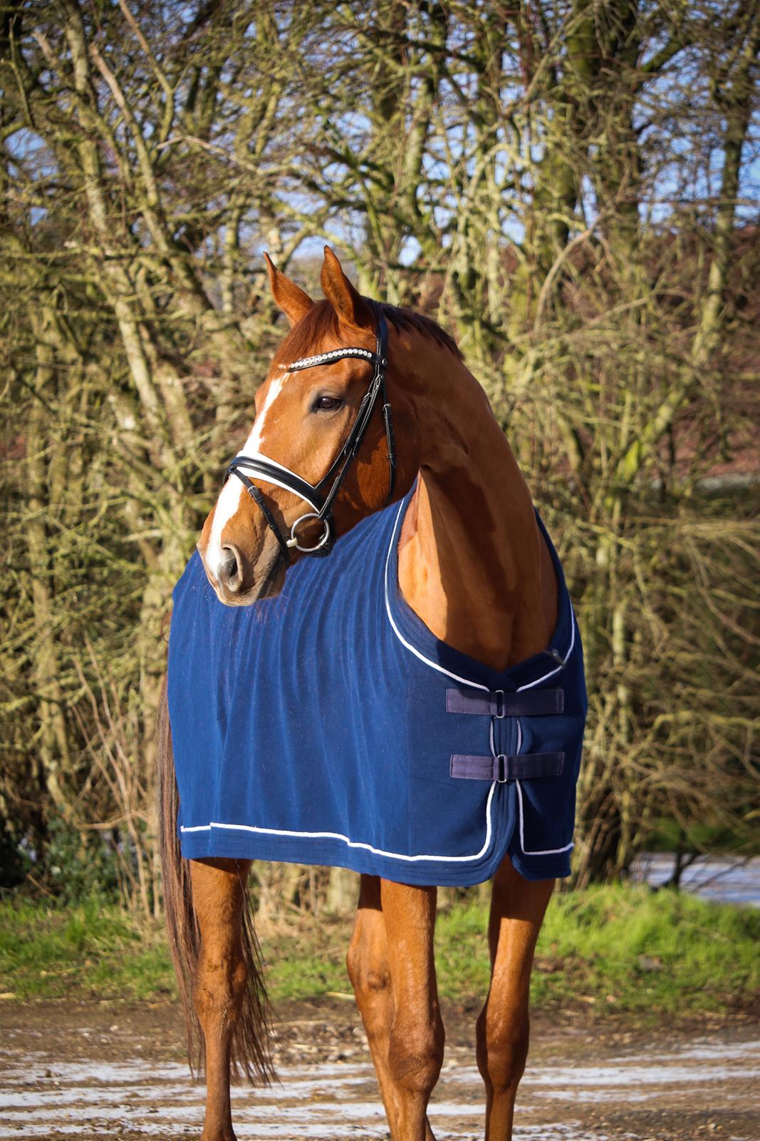 Dansk Varmblod Oksegaardens Lancelot (Upsen) billede 8