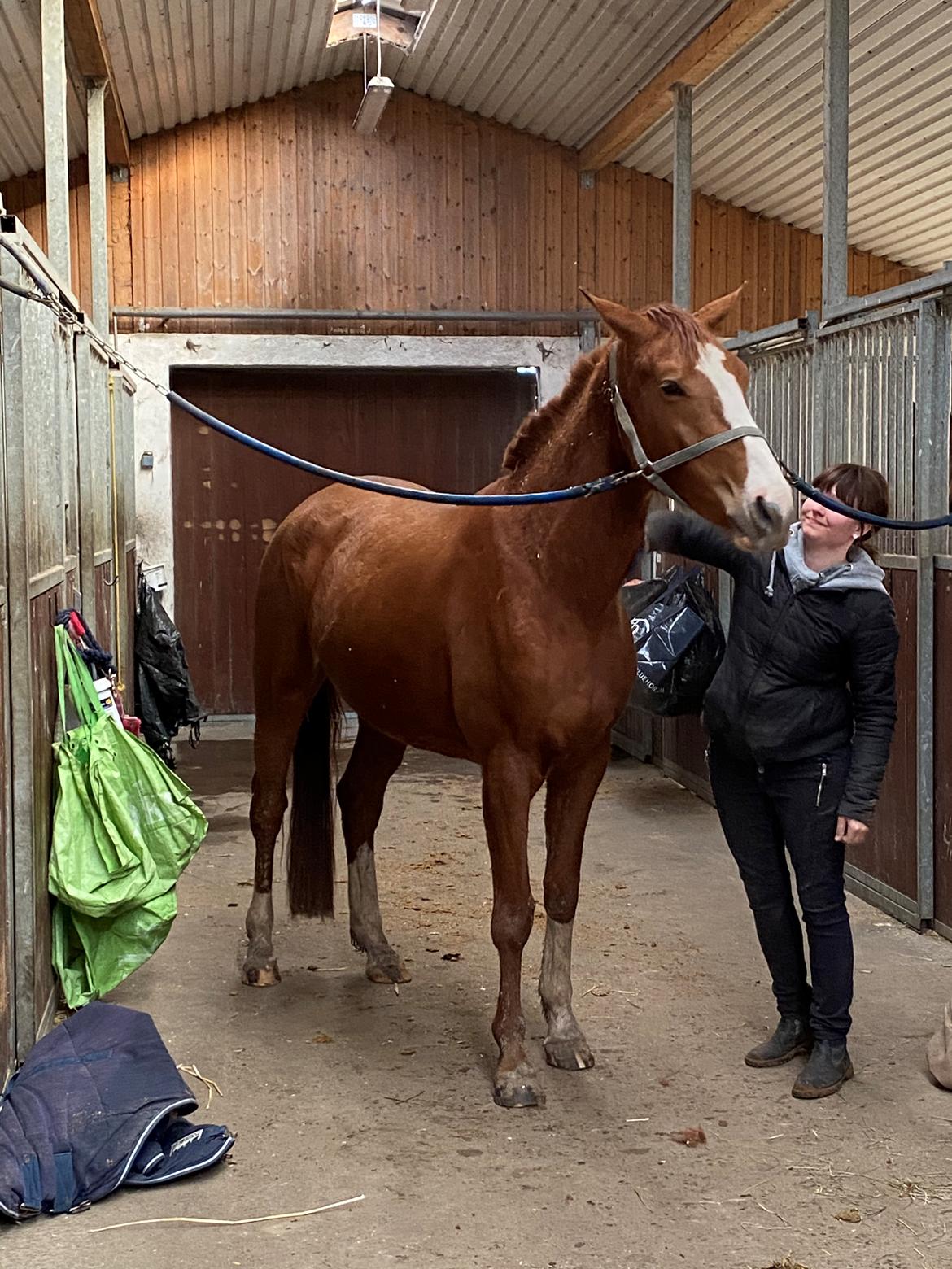 Palomino Højagers Cinderella billede 6