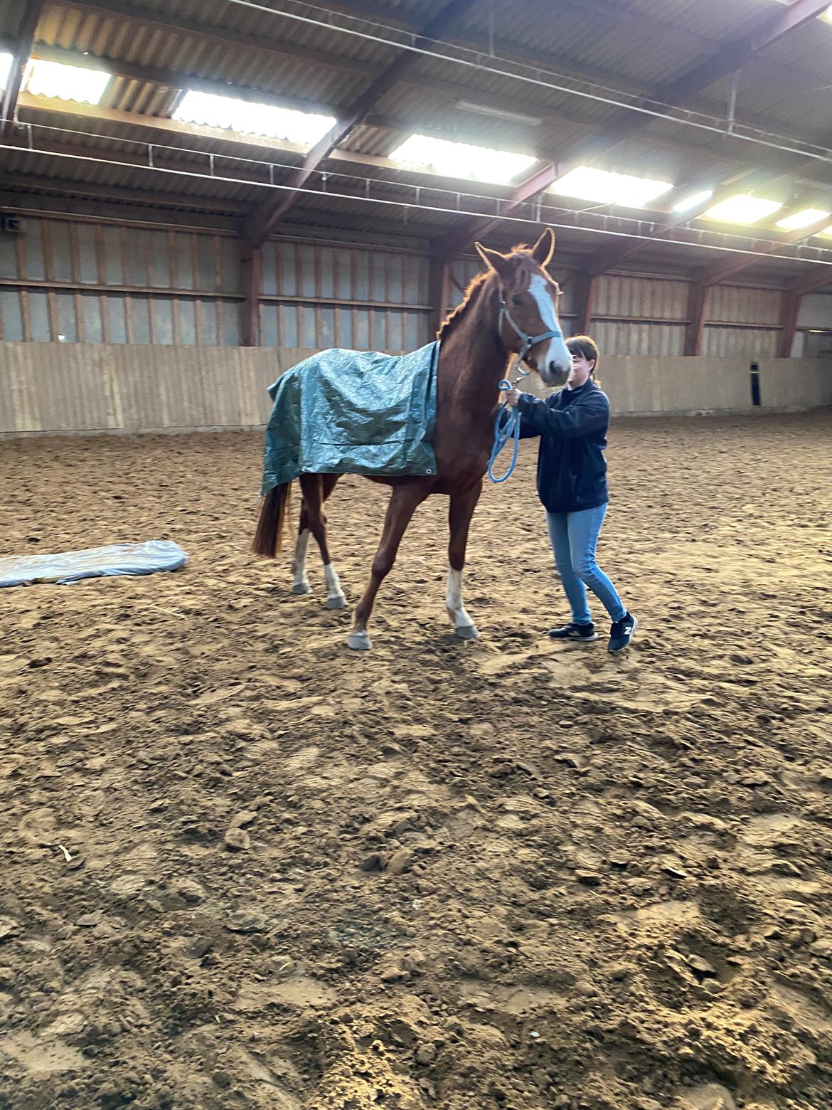 Palomino Højagers Cinderella billede 7