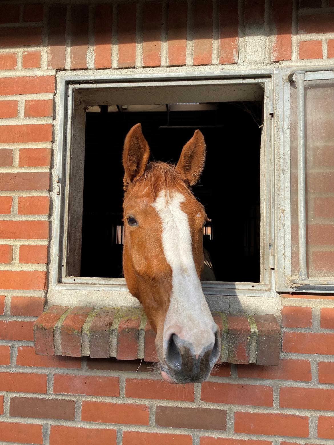 Palomino Højagers Cinderella billede 9