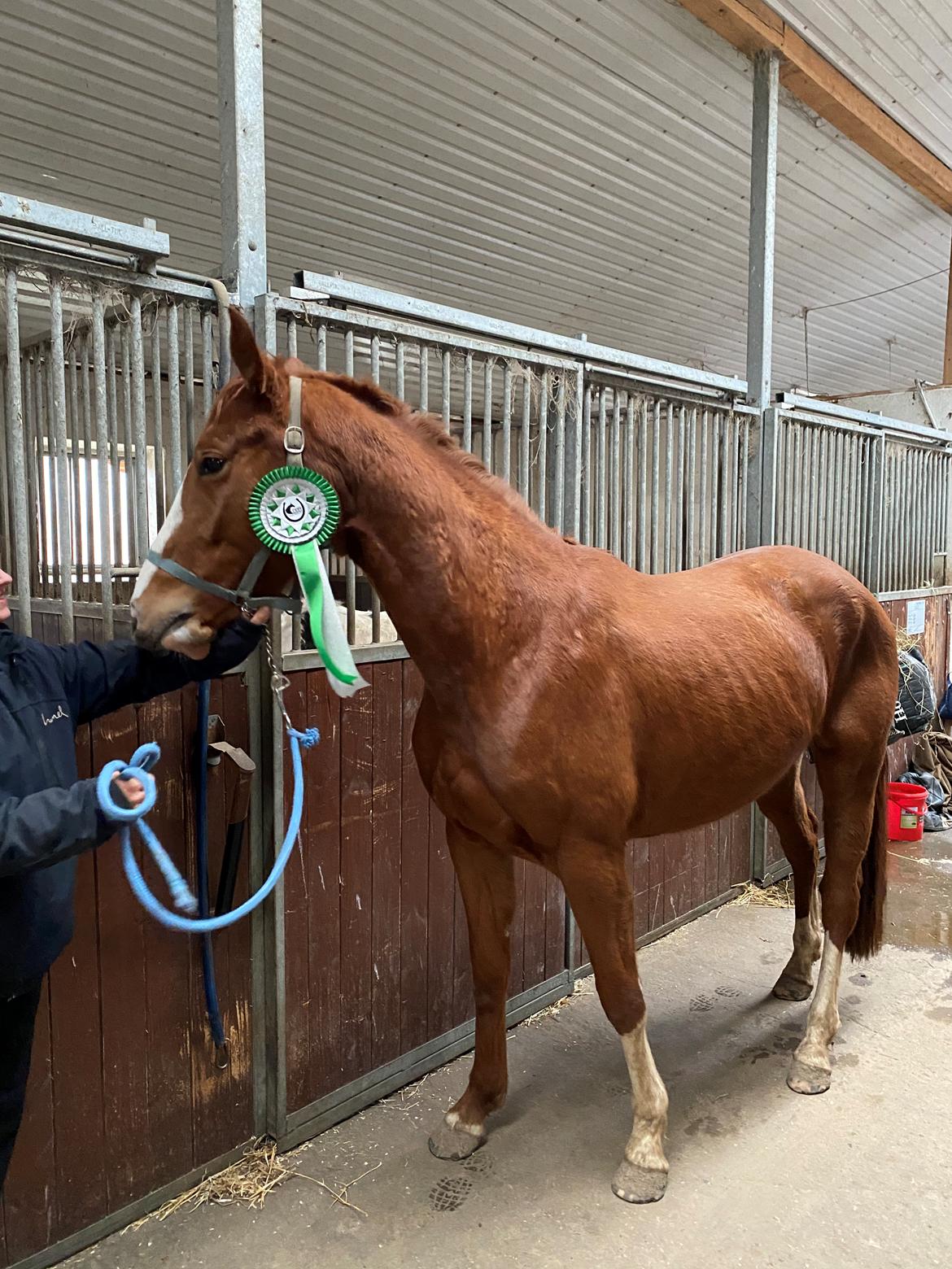 Palomino Højagers Cinderella billede 8