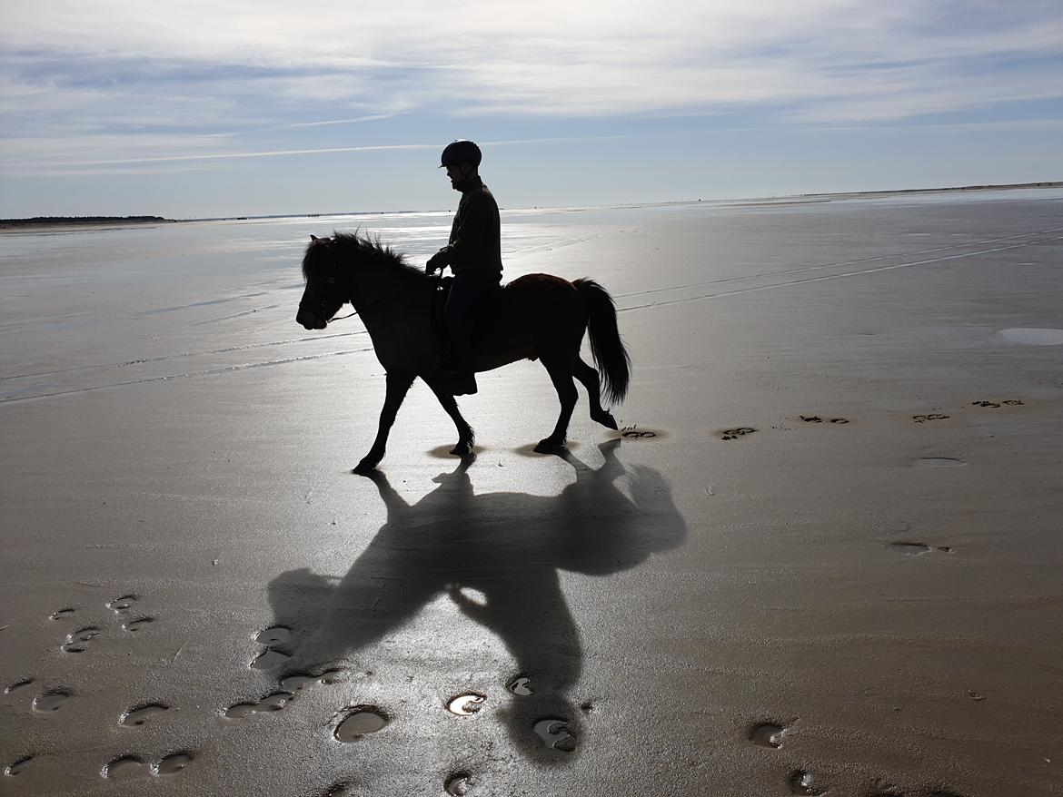 Islænder Sigurdur fra Lindegården SOLGT billede 40