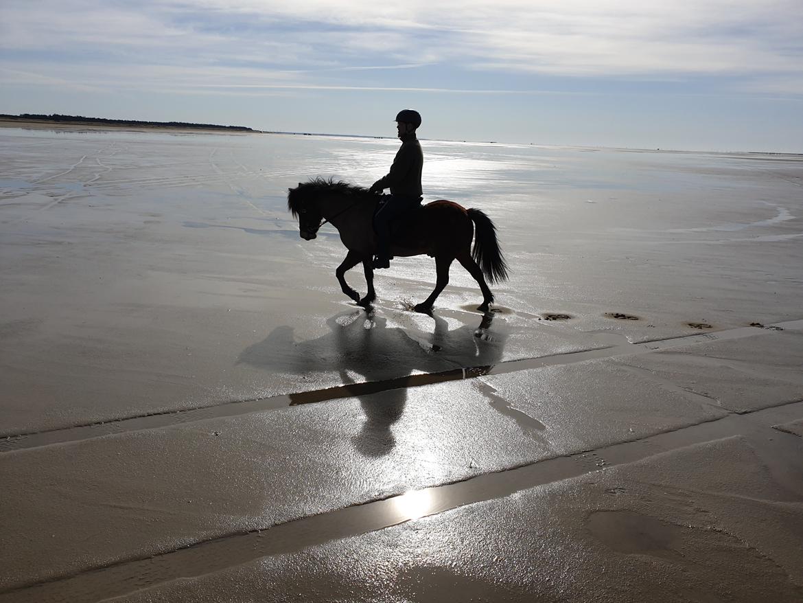 Islænder Sigurdur fra Lindegården SOLGT billede 10
