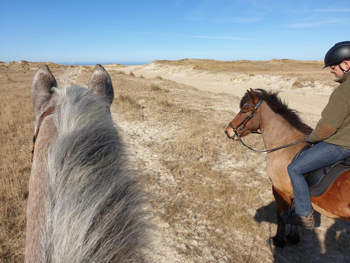 Islænder Sigurdur fra Lindegården SOLGT billede 39