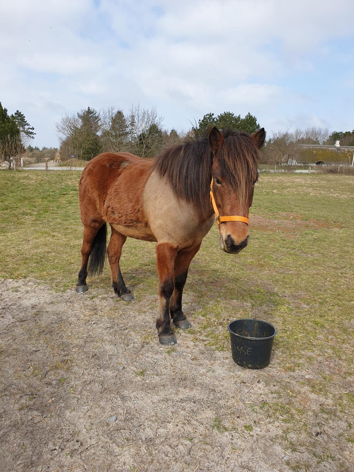 Islænder Sigurdur fra Lindegården SOLGT billede 42