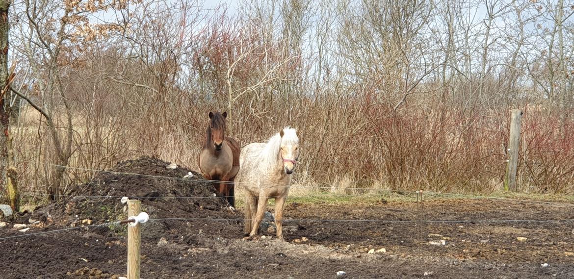 Islænder Ósk fra Haldgården SOLGT billede 23