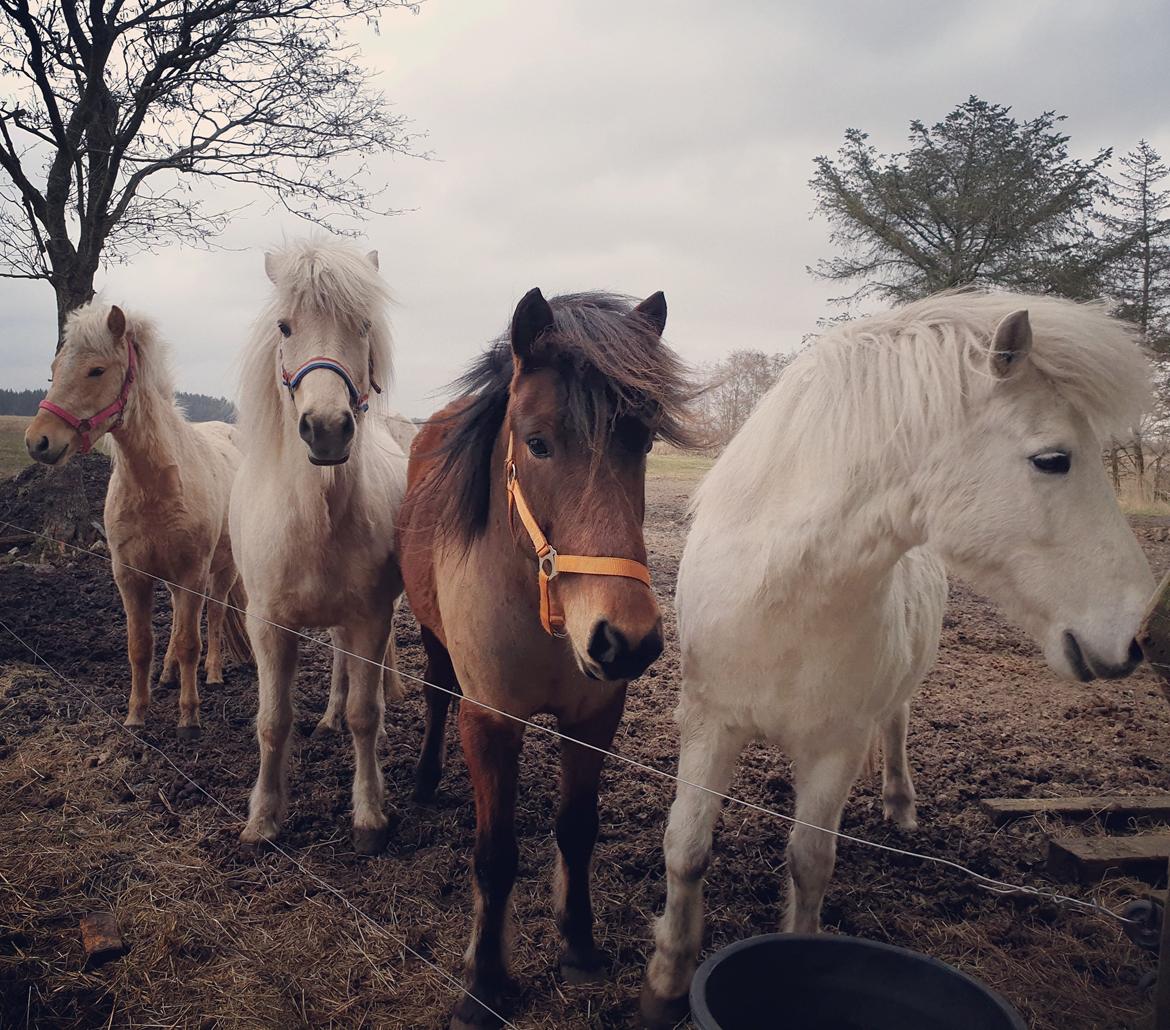Islænder Ósk fra Haldgården SOLGT billede 22