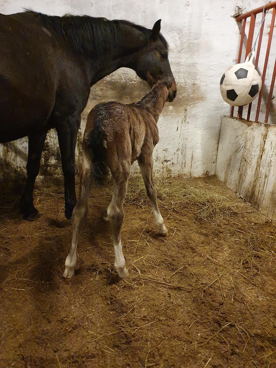 Welsh Partbred (Sec F) Struntze's Fake Painted  R.I.P billede 19