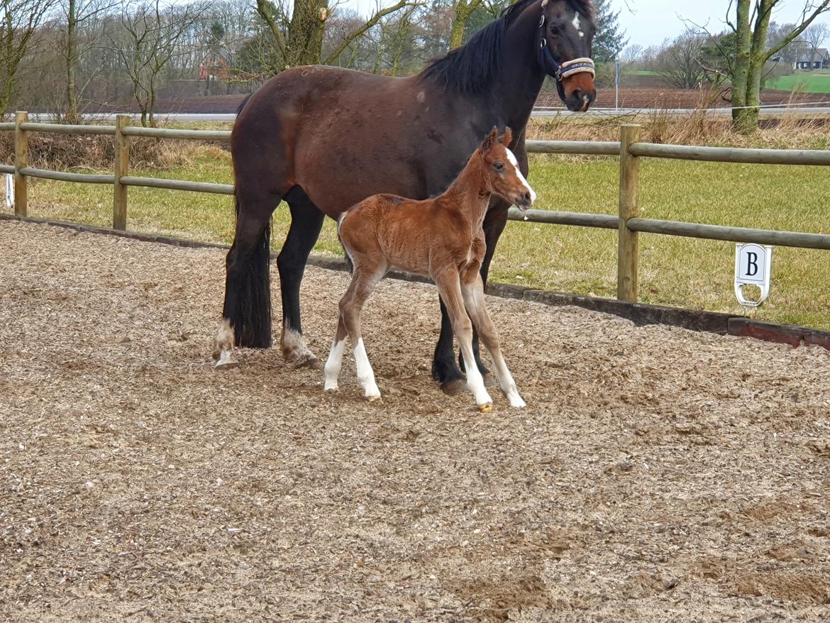 Welsh Partbred (Sec F) Struntze's Fake Painted  R.I.P billede 16