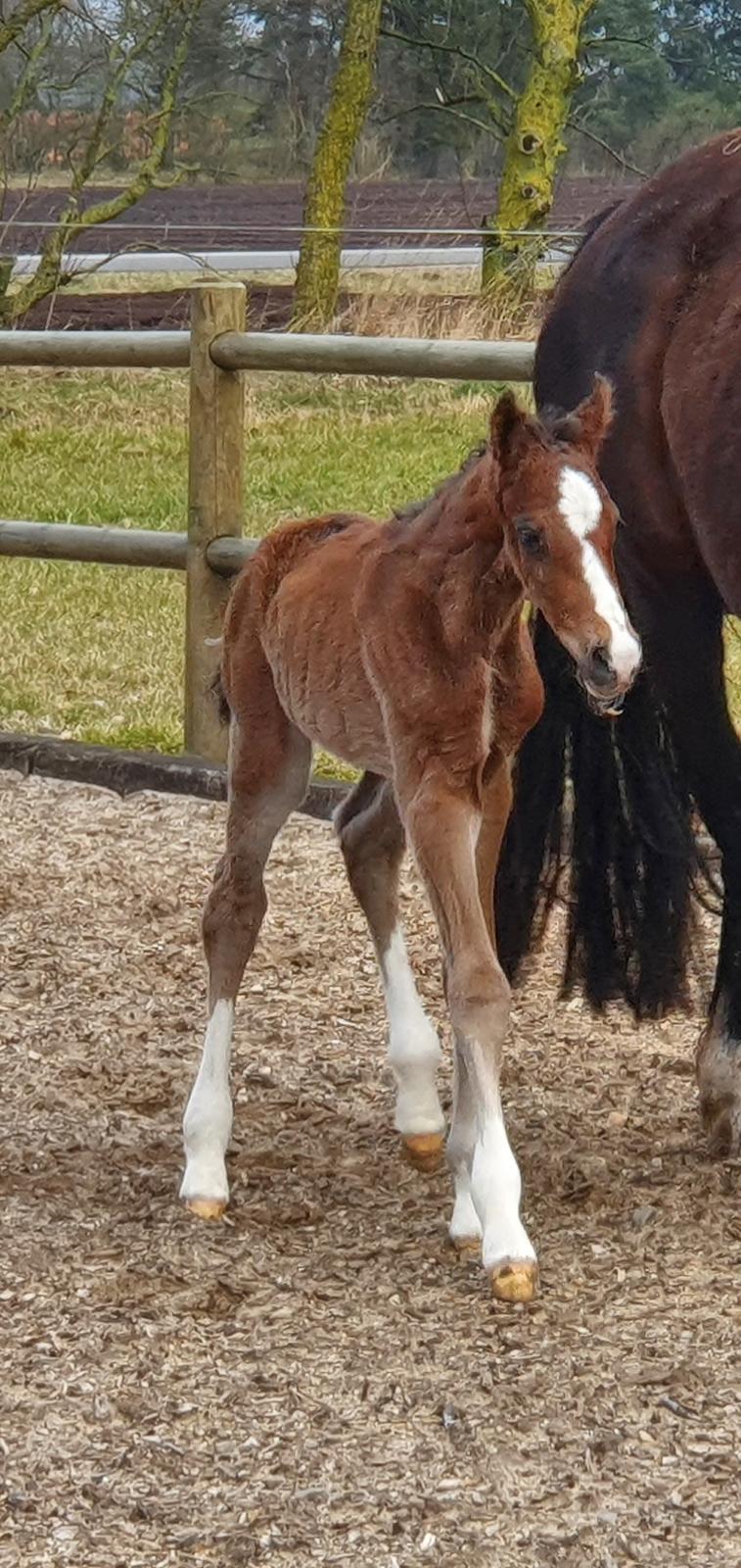 Welsh Partbred (Sec F) Struntze's Fake Painted  R.I.P billede 14