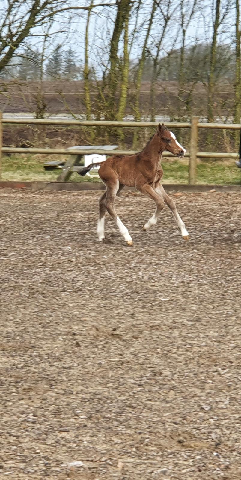 Welsh Partbred (Sec F) Struntze's Fake Painted  R.I.P billede 8