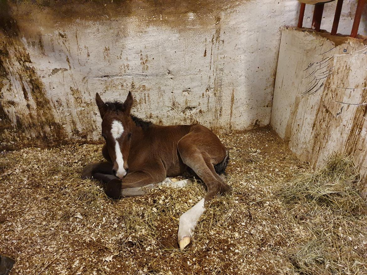 Welsh Partbred (Sec F) Struntze's Fake Painted  R.I.P billede 10