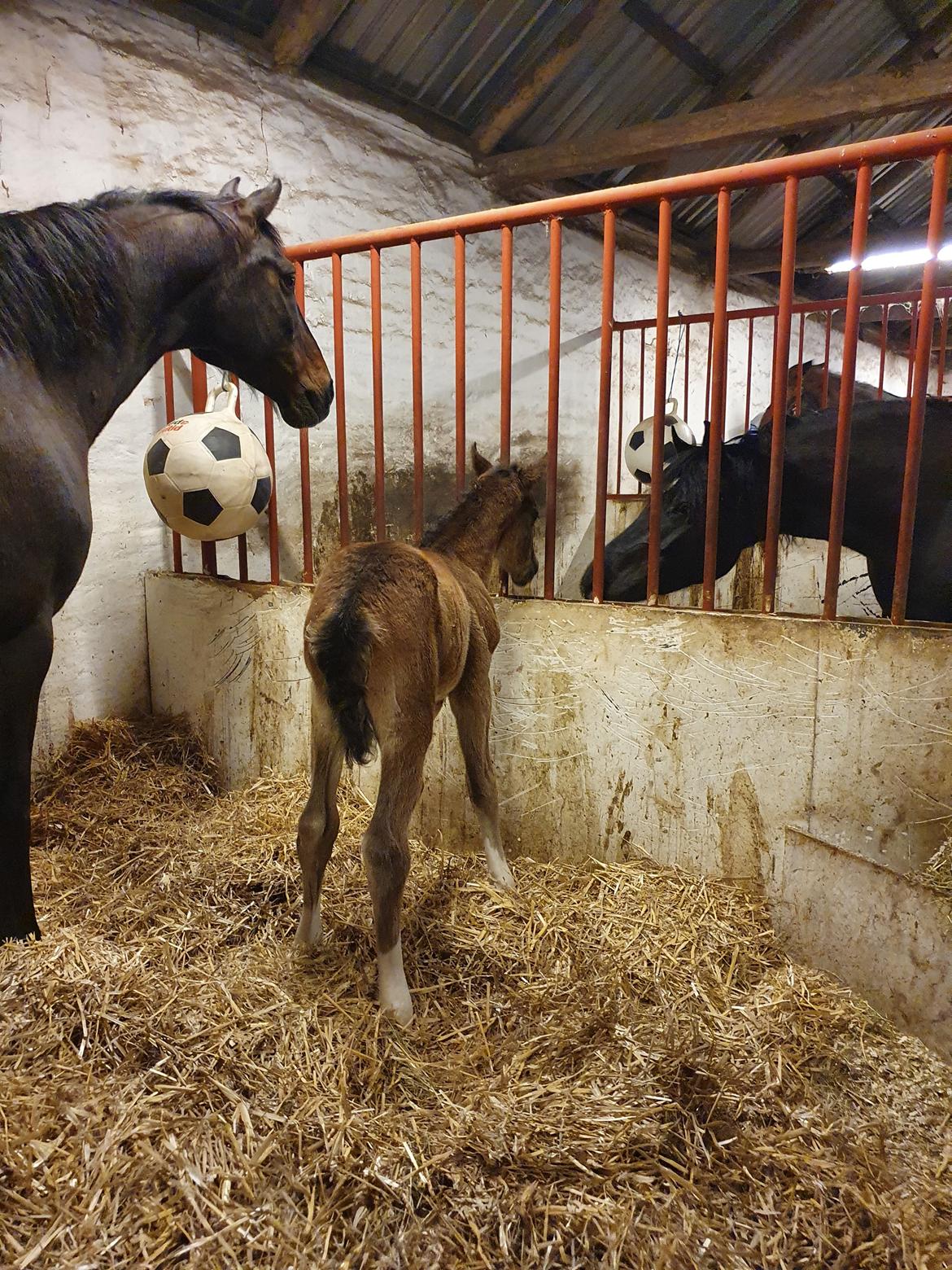 Welsh Partbred (Sec F) Struntze's Fake Painted  R.I.P billede 22