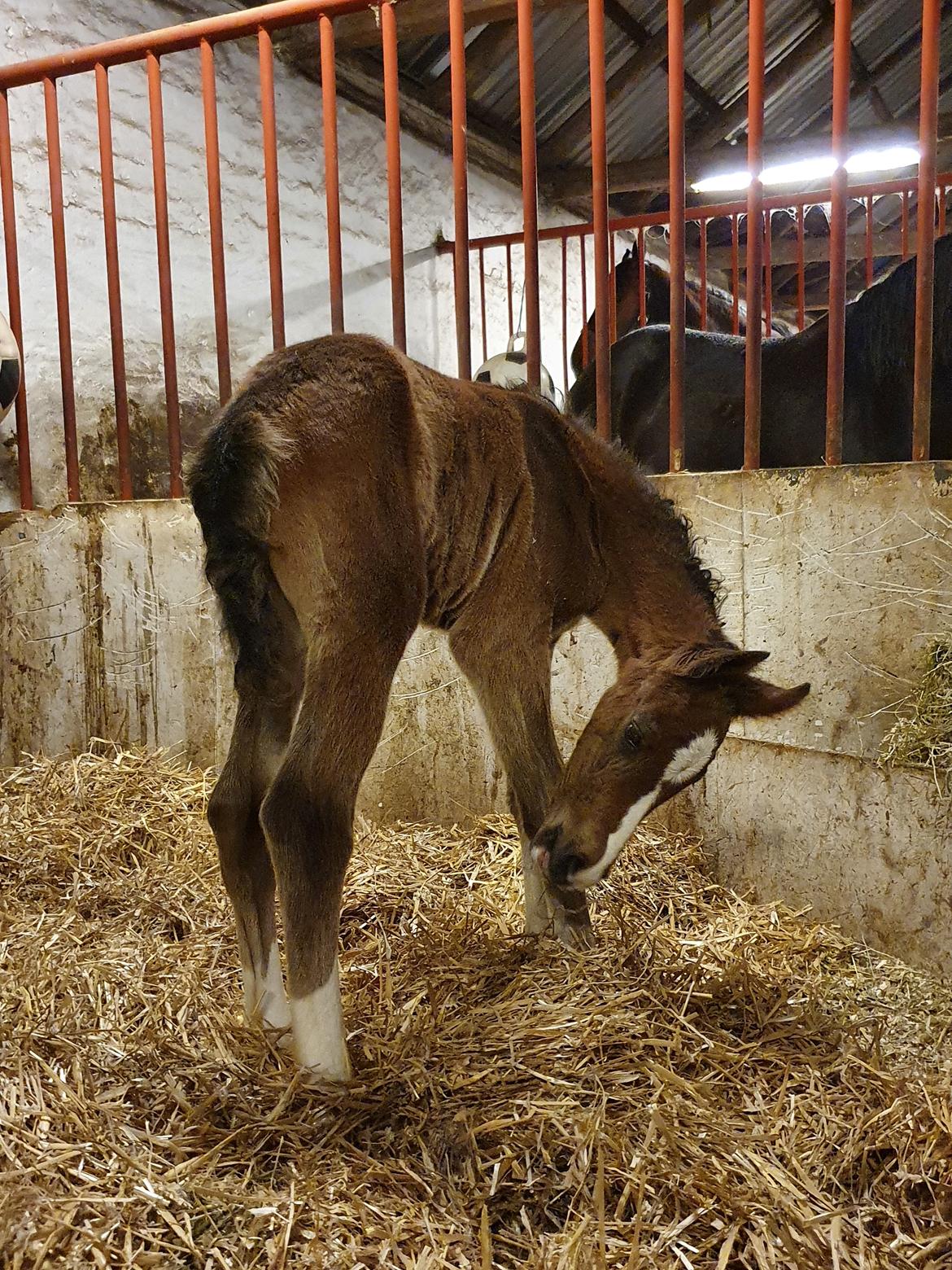 Welsh Partbred (Sec F) Struntze's Fake Painted  R.I.P billede 6