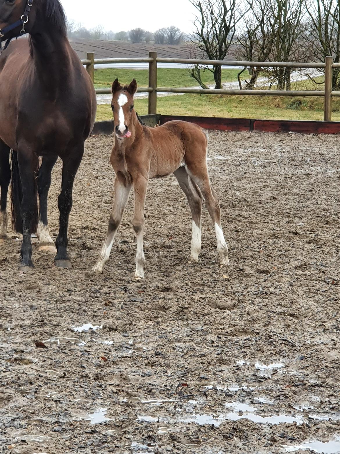 Welsh Partbred (Sec F) Struntze's Fake Painted  R.I.P billede 1