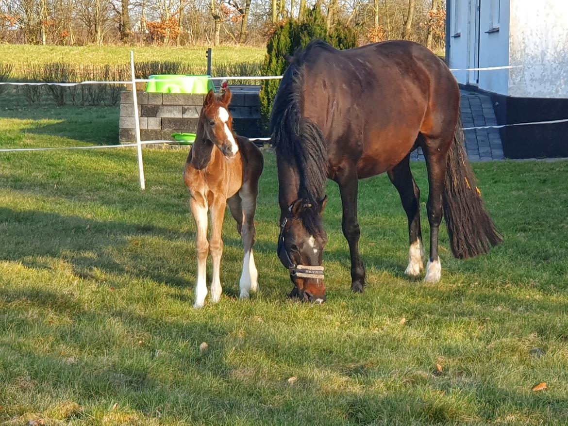 Welsh Partbred (Sec F) Struntze's Fake Painted  R.I.P billede 11