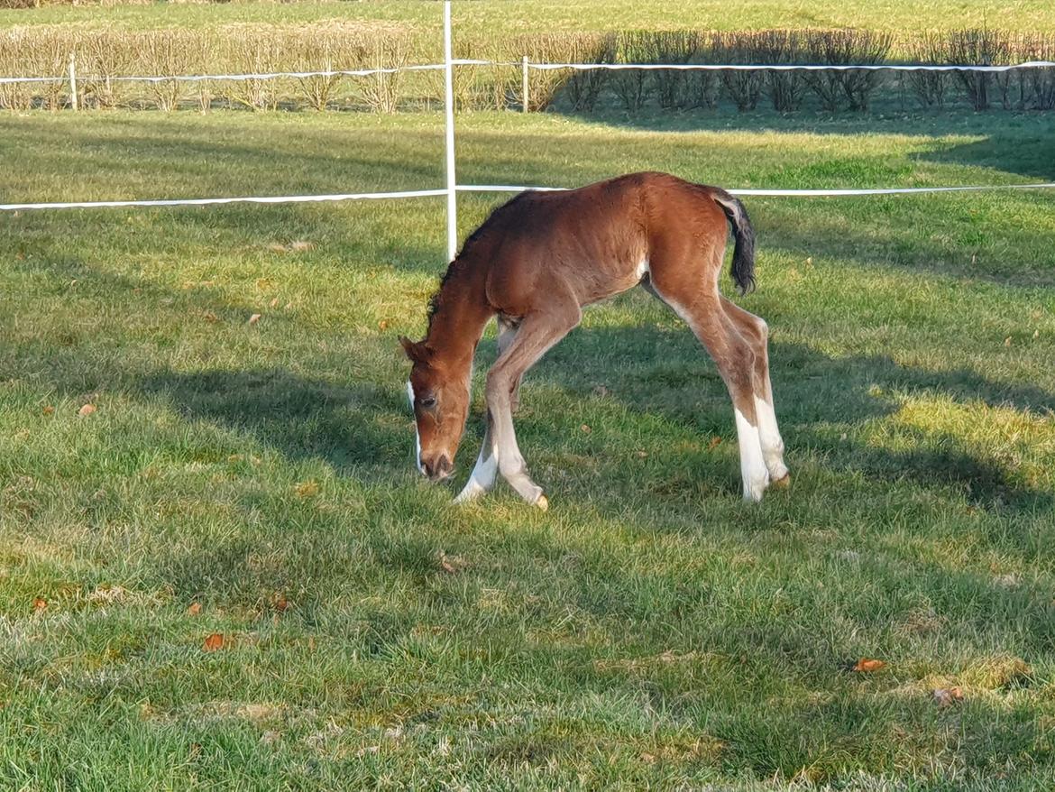 Welsh Partbred (Sec F) Struntze's Fake Painted  R.I.P billede 17