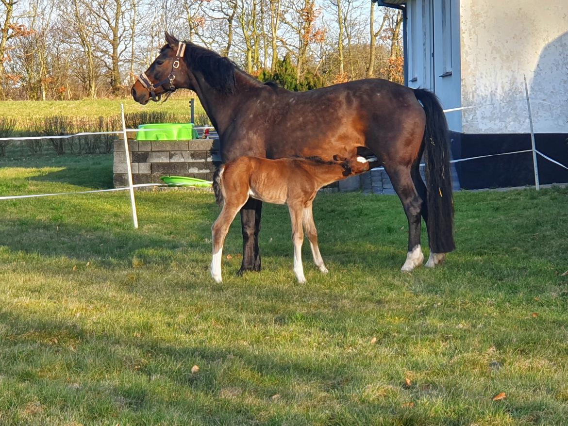 Welsh Partbred (Sec F) Struntze's Fake Painted  R.I.P billede 5