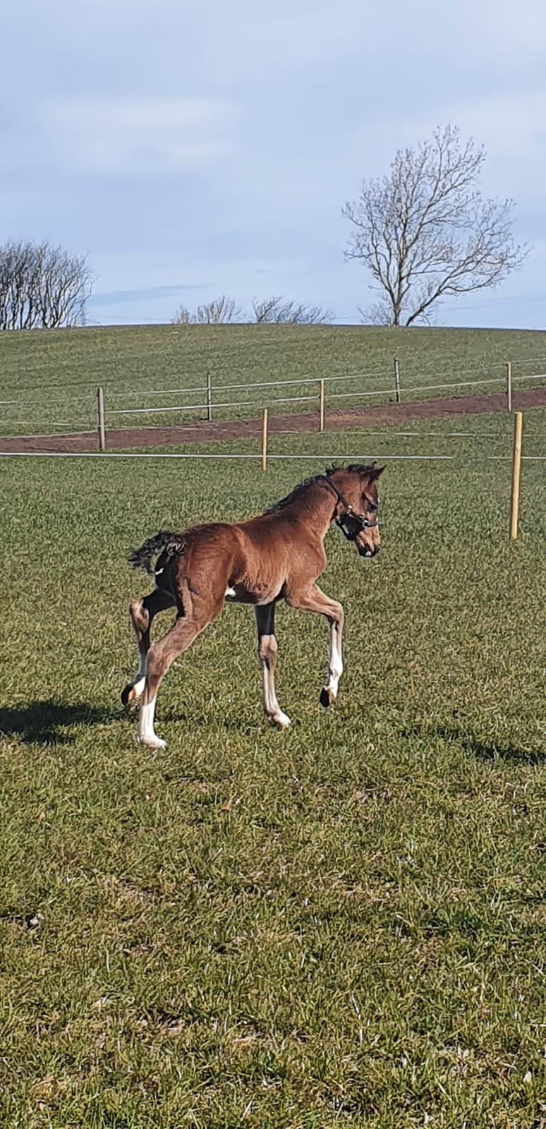 Welsh Partbred (Sec F) Struntze's Fake Painted  R.I.P billede 2