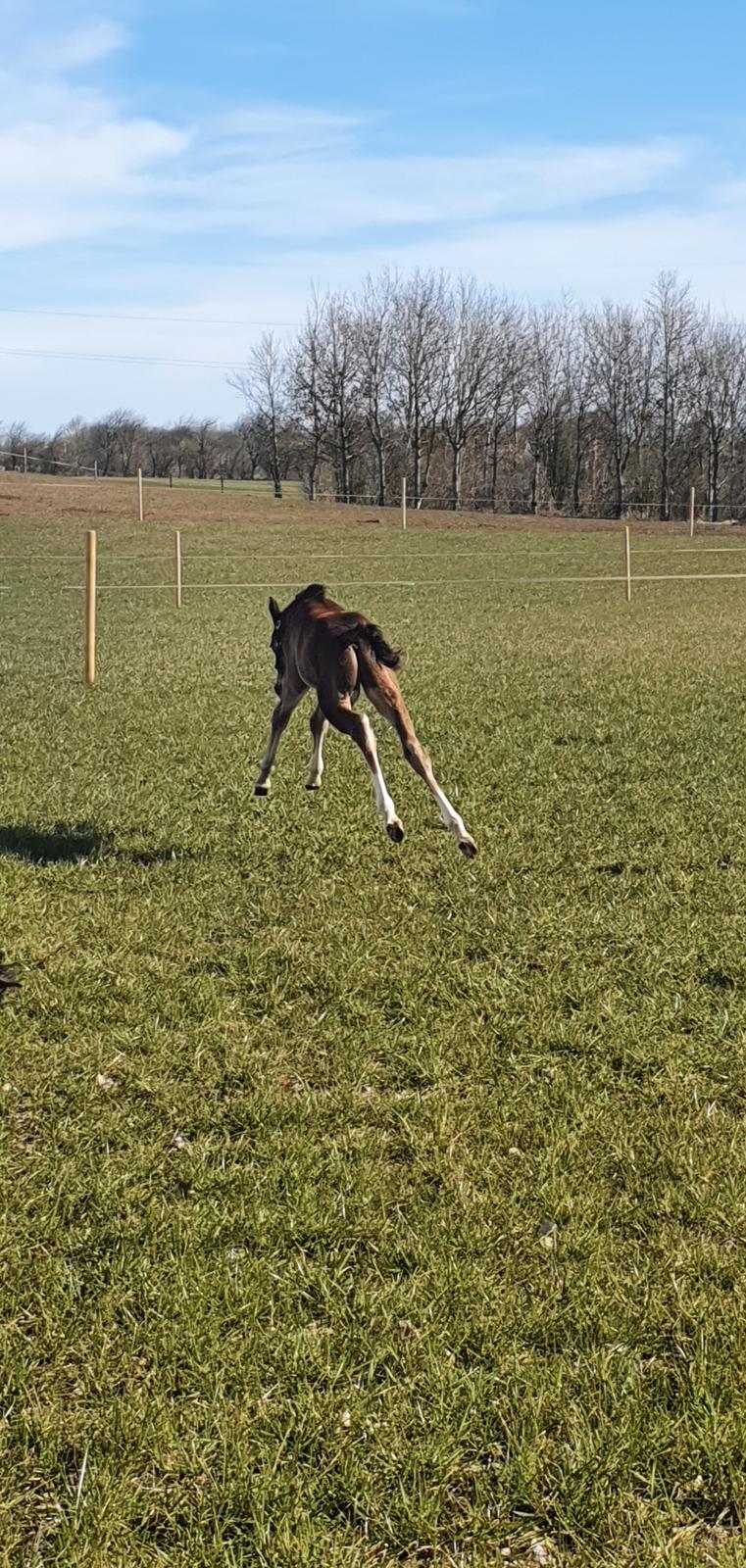 Welsh Partbred (Sec F) Struntze's Fake Painted  R.I.P billede 24