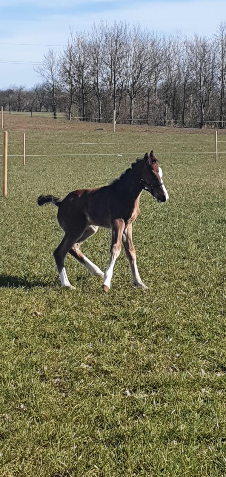 Welsh Partbred (Sec F) Struntze's Fake Painted  R.I.P billede 23