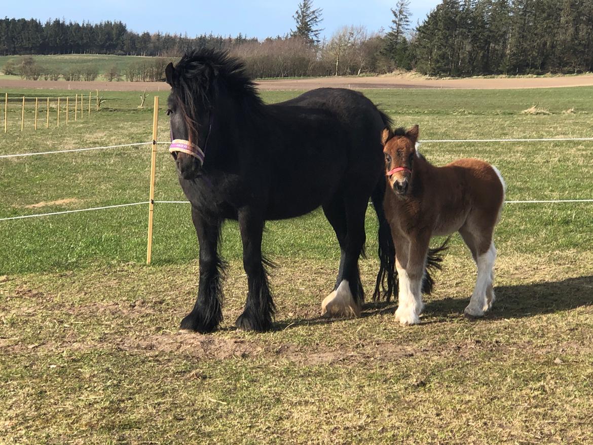 Irish Cob Team Hammer's Delilah •solgt• billede 1