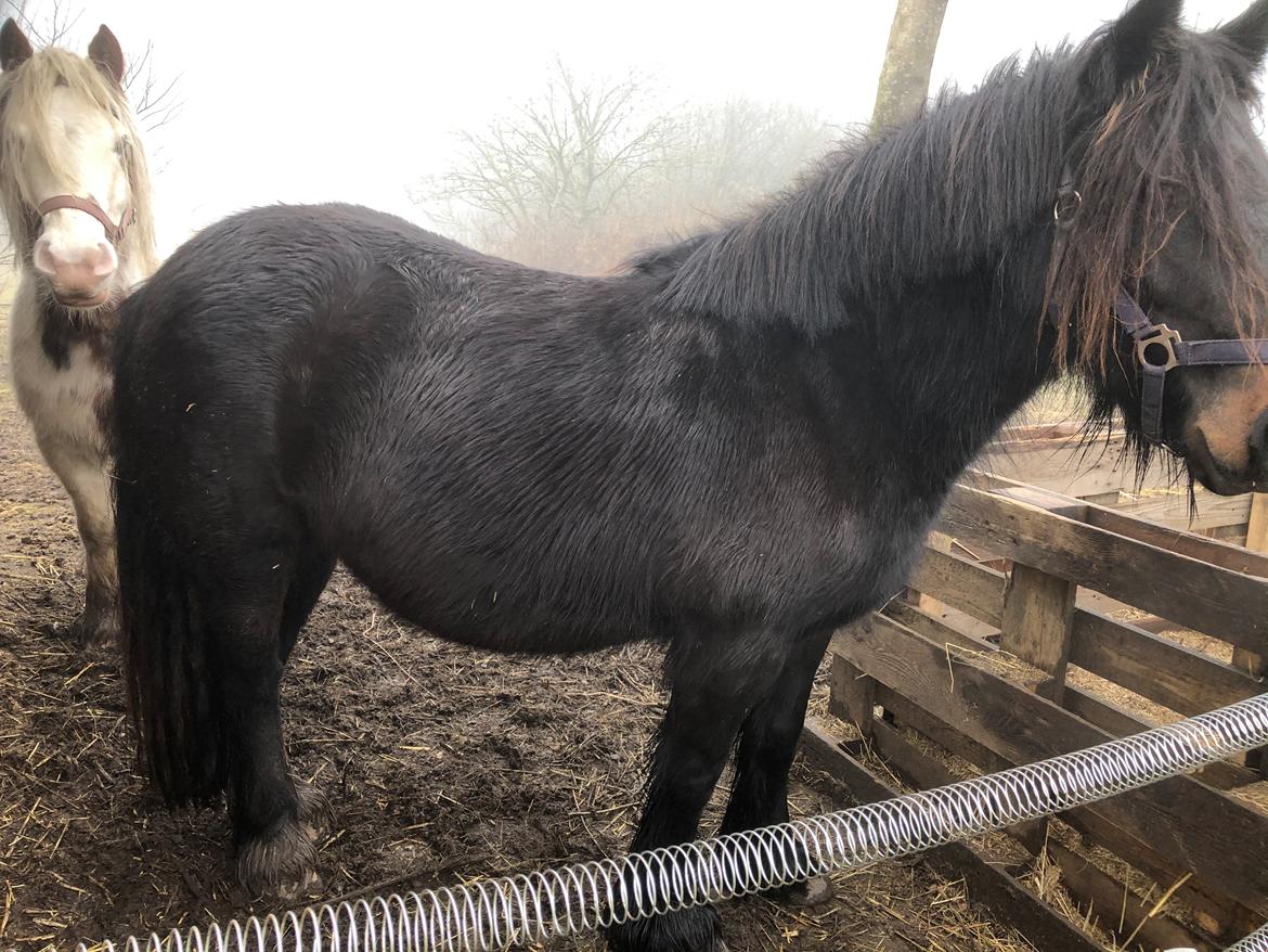 Irish Cob Team Hammer's Delilah •solgt• billede 4