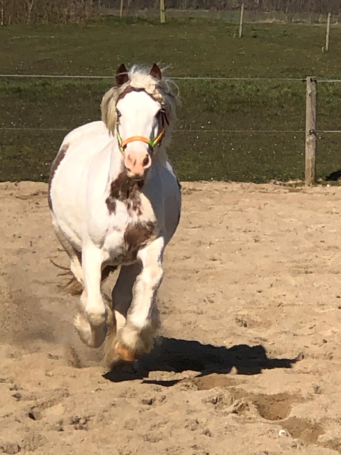 Irish Cob Lenders Wild Vinga billede 6