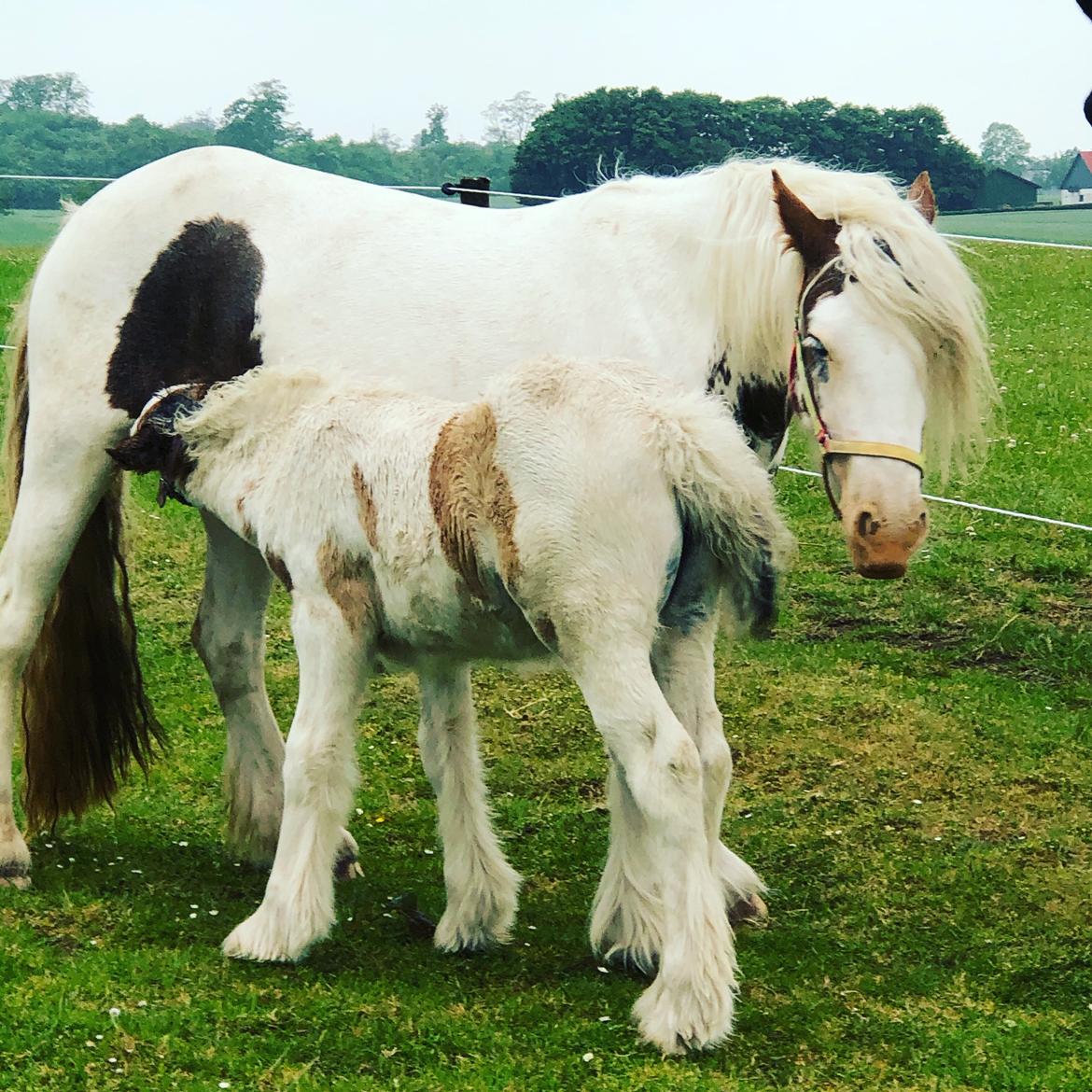 Irish Cob Lenders Wild Vinga billede 5