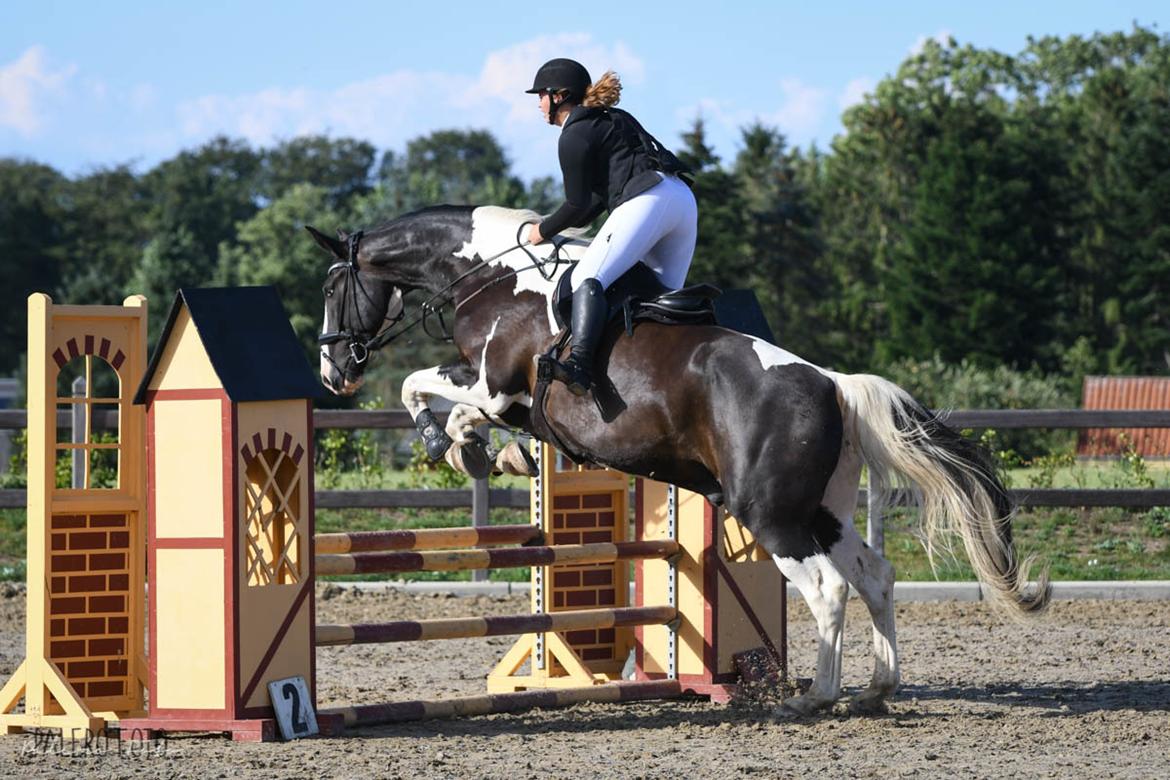 Oldenborg Neubran's Giant Gangster - Sløjfespring: 90 cm, fejlfri. Fotograf: Palero Foto billede 3