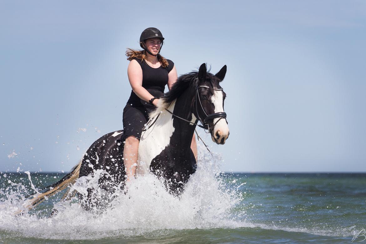 Oldenborg Neubran's Giant Gangster - Strandtur i 2020. Fotograf: Victoria Bruhn billede 1