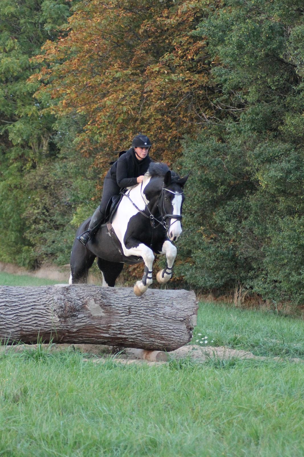 Oldenborg Neubran's Giant Gangster - Gangsters første tur til den nye TREC bane. billede 4