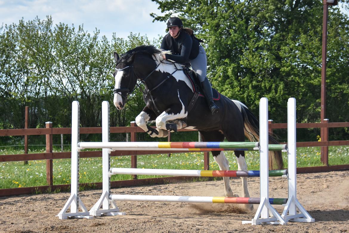 Oldenborg Neubran's Giant Gangster - 110cm. Fotograf: Janni Arnoldsen billede 5