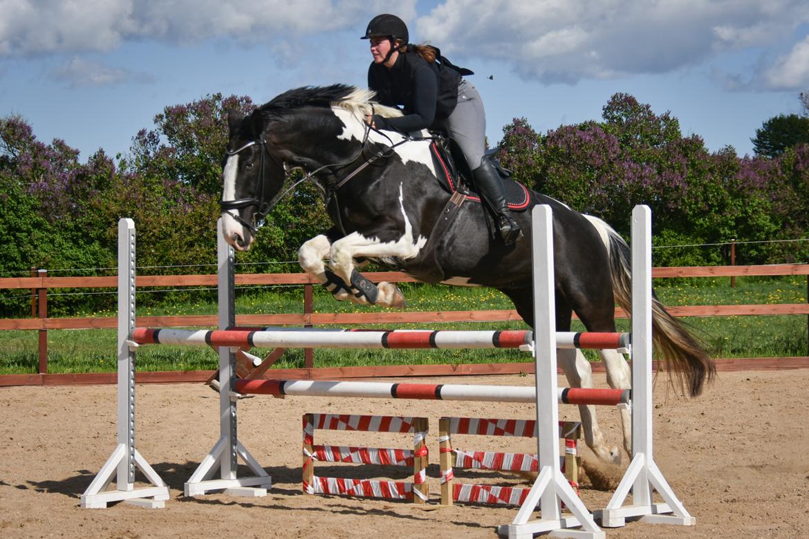Oldenborg Neubran's Giant Gangster - 105cm. Fotograf: Janni Arnoldsen billede 6