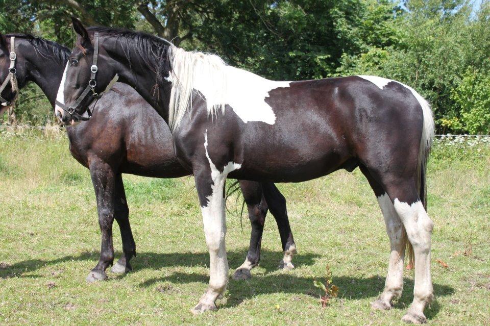 Oldenborg Neubran's Giant Gangster - Gangster som 2 års. Allerede godt bygget og sat sammen. Han måler allerede 169 her. billede 8