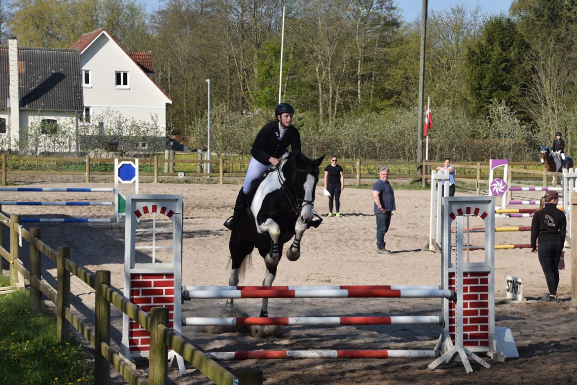 Oldenborg Neubran's Giant Gangster - Et af Gangsters første stævner. Til start i LD og vandt en 2. plads. Fotograf: Palero Foto billede 9