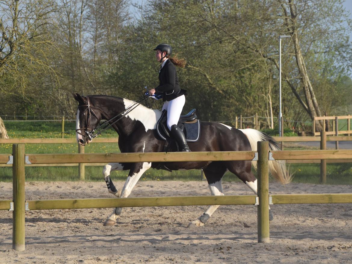 Oldenborg Neubran's Giant Gangster - Gangster til sin første præmieoverrækkelse. Fotograf: Palero Foto billede 10