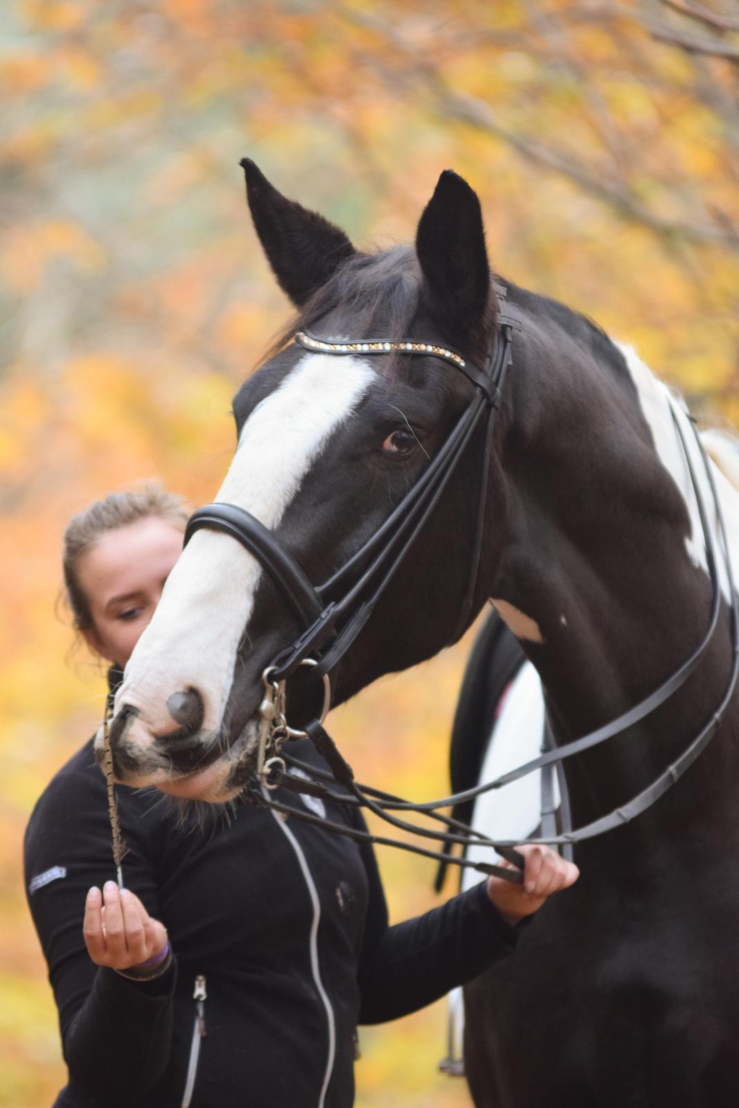 Oldenborg Neubran's Giant Gangster - En hyggelig efterårsdag med photoshoot. Fotograf: Palero Foto billede 14