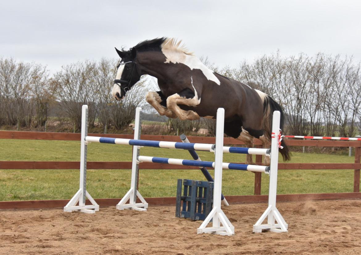 Oldenborg Neubran's Giant Gangster - Løsspringer 145 her. Fotograf: Janni Arnoldsen billede 12